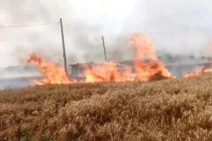 बेगूसराय में बिजली विभाग की लापरवाही,शॉर्ट सर्किट से 30 बीघा गेहूं की फसल राख, किसान बेहाल 22