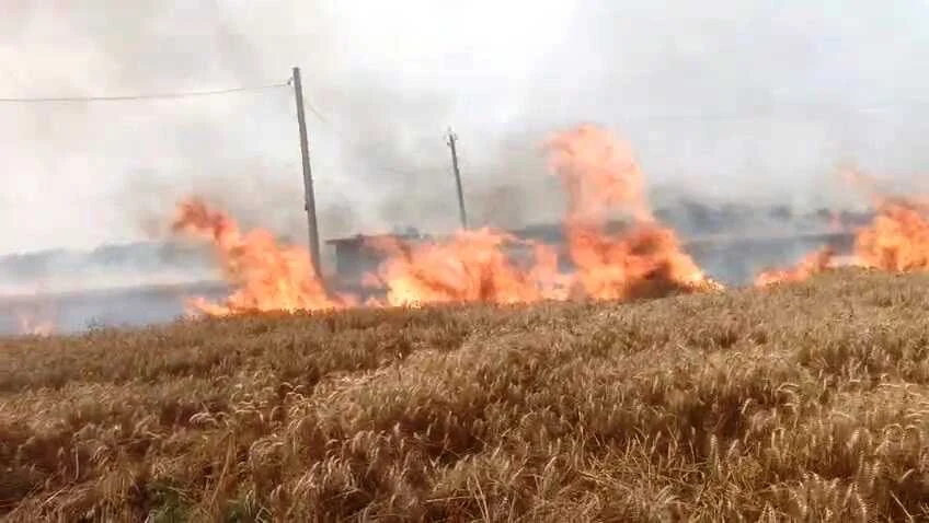 बेगूसराय में बिजली विभाग की लापरवाही,शॉर्ट सर्किट से 30 बीघा गेहूं की फसल राख, किसान बेहाल 5