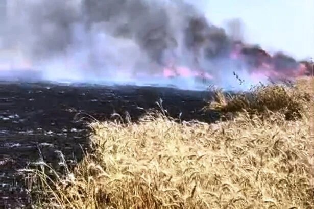 समस्तीपुर के  मोहनपुर में 100 बीघा गेहूं की फसल जलकर राख, कटाई से पहले किसानों के अरमानों पर फिरा पानी 7