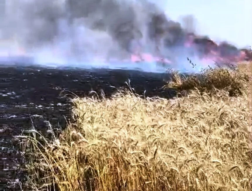 समस्तीपुर के  मोहनपुर में 100 बीघा गेहूं की फसल जलकर राख, कटाई से पहले किसानों के अरमानों पर फिरा पानी 1