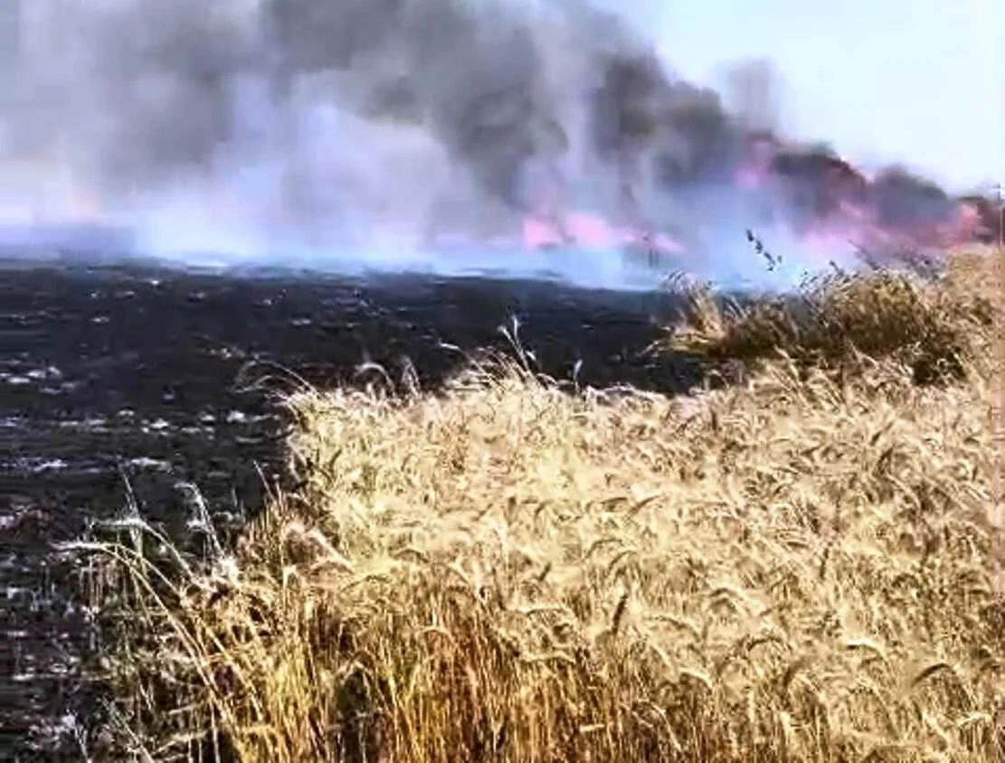 समस्तीपुर के  मोहनपुर में 100 बीघा गेहूं की फसल जलकर राख, कटाई से पहले किसानों के अरमानों पर फिरा पानी 10
