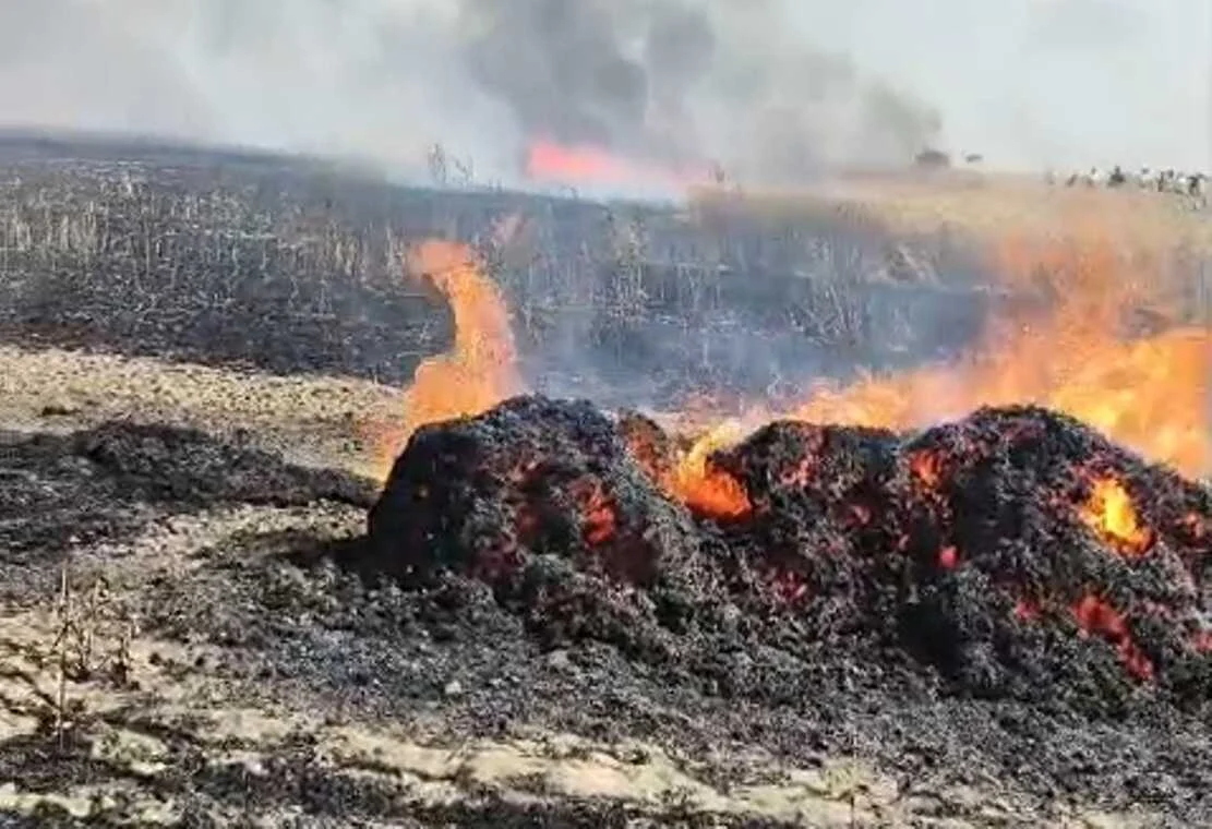 समस्तीपुर के  मोहनपुर में 100 बीघा गेहूं की फसल जलकर राख, कटाई से पहले किसानों के अरमानों पर फिरा पानी 2