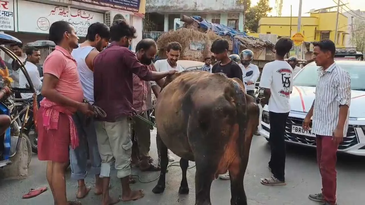 बिहार शरीफ के संकरे नाले में फंसी बेजुबान की जान, कागजी मोहल्ले के युवकों ने 'जुगाड़' से बचाई गाय 2