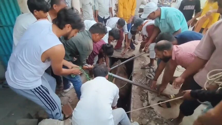 बिहार शरीफ के संकरे नाले में फंसी बेजुबान की जान, कागजी मोहल्ले के युवकों ने 'जुगाड़' से बचाई गाय 1
