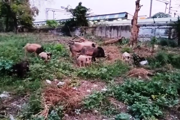 समस्तीपुर: रेलवे की कीमती जमीन पर माफियाओं का कब्जा, अवैध रूप से चल रहा सुअर पालन और पार्किंग स्टैंड 7