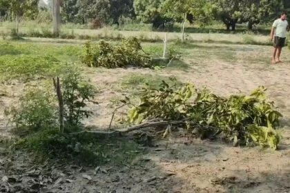 समस्तीपुर में उपद्रवियों का क्रूर कारनामा: पूसा के धर्मागतपुर बथुआ में डेढ़ एकड़ में लगे आम के 55 पेड़ काटे, किसान की 5 साल की मेहनत बर्बाद 6
