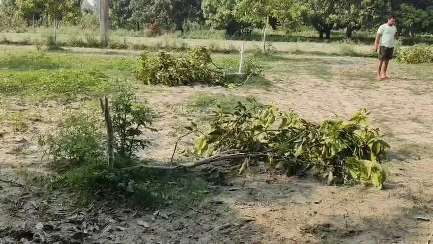 समस्तीपुर में उपद्रवियों का क्रूर कारनामा: पूसा के धर्मागतपुर बथुआ में डेढ़ एकड़ में लगे आम के 55 पेड़ काटे, किसान की 5 साल की मेहनत बर्बाद 11