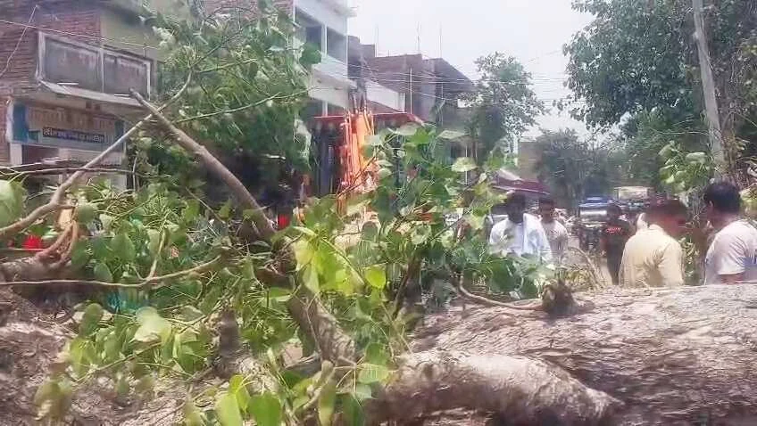 समस्तीपुर-पटोरी मुख्य पथ पर बड़ा हादसा टला: चलती गाड़ी पर गिरा विशाल पीपल का पेड़, कैदियों और पुलिसकर्मियों समेत आधा दर्जन घायल 3