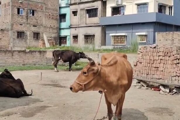 समस्तीपुर: धर्मपुर अलीनगर में दिनदहाड़े गाय चोरी, इलाके में मचा हड़कंप 7