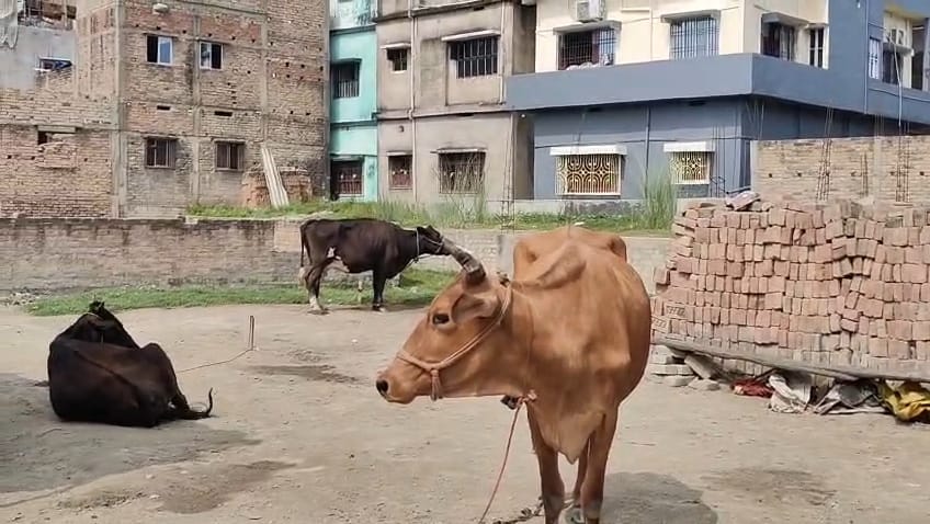 समस्तीपुर: धर्मपुर अलीनगर में दिनदहाड़े गाय चोरी, इलाके में मचा हड़कंप 6