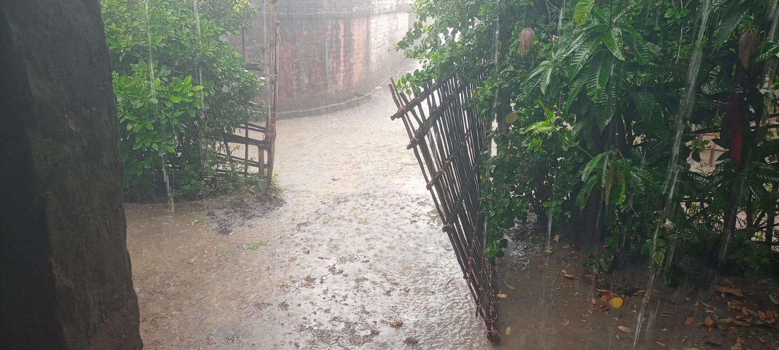 वीरपुर में झमाझम बारिश से खिले किसानों के चेहरे, भीषण गर्मी और उमस से मिली बड़ी राहत 14