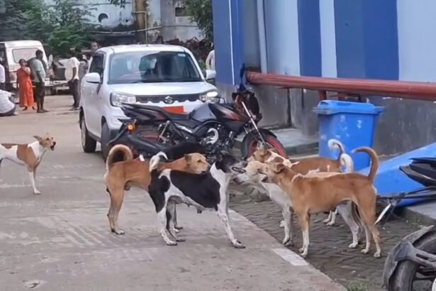नालंदा में स्ट्रीट डॉग का आतंक, रोज 60-70 लोग हो रहे डॉग बाइट के शिकार, 6 महीने में 13 हजार से ज्यादा लोग बने आवारा कुत्तों का शिकार 3