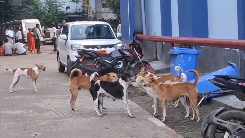 नालंदा में स्ट्रीट डॉग का आतंक, रोज 60-70 लोग हो रहे डॉग बाइट के शिकार, 6 महीने में 13 हजार से ज्यादा लोग बने आवारा कुत्तों का शिकार 1